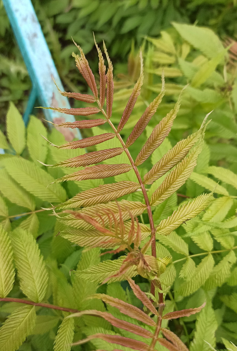 Image of Sorbaria sorbifolia specimen.