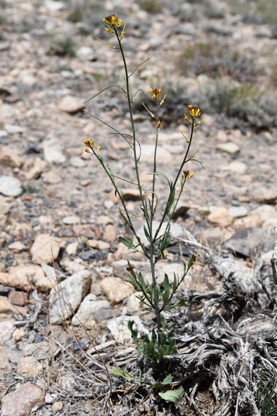 Image of Sisymbrium brassiciforme specimen.