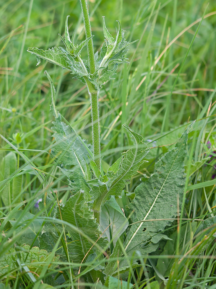 Изображение особи Knautia montana.