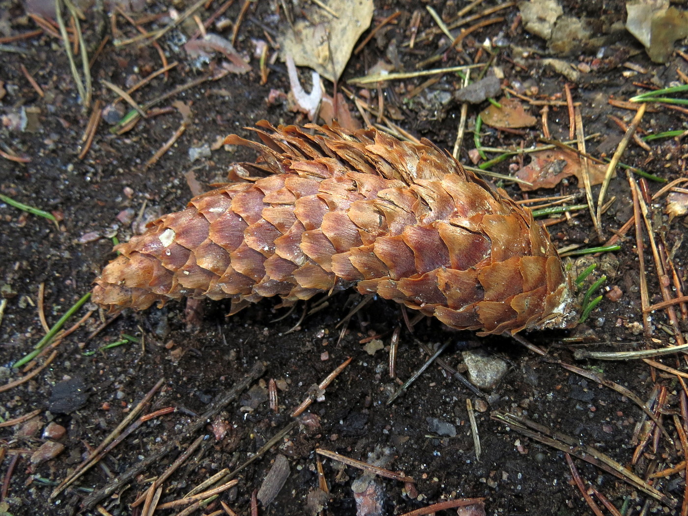 Изображение особи Picea abies.