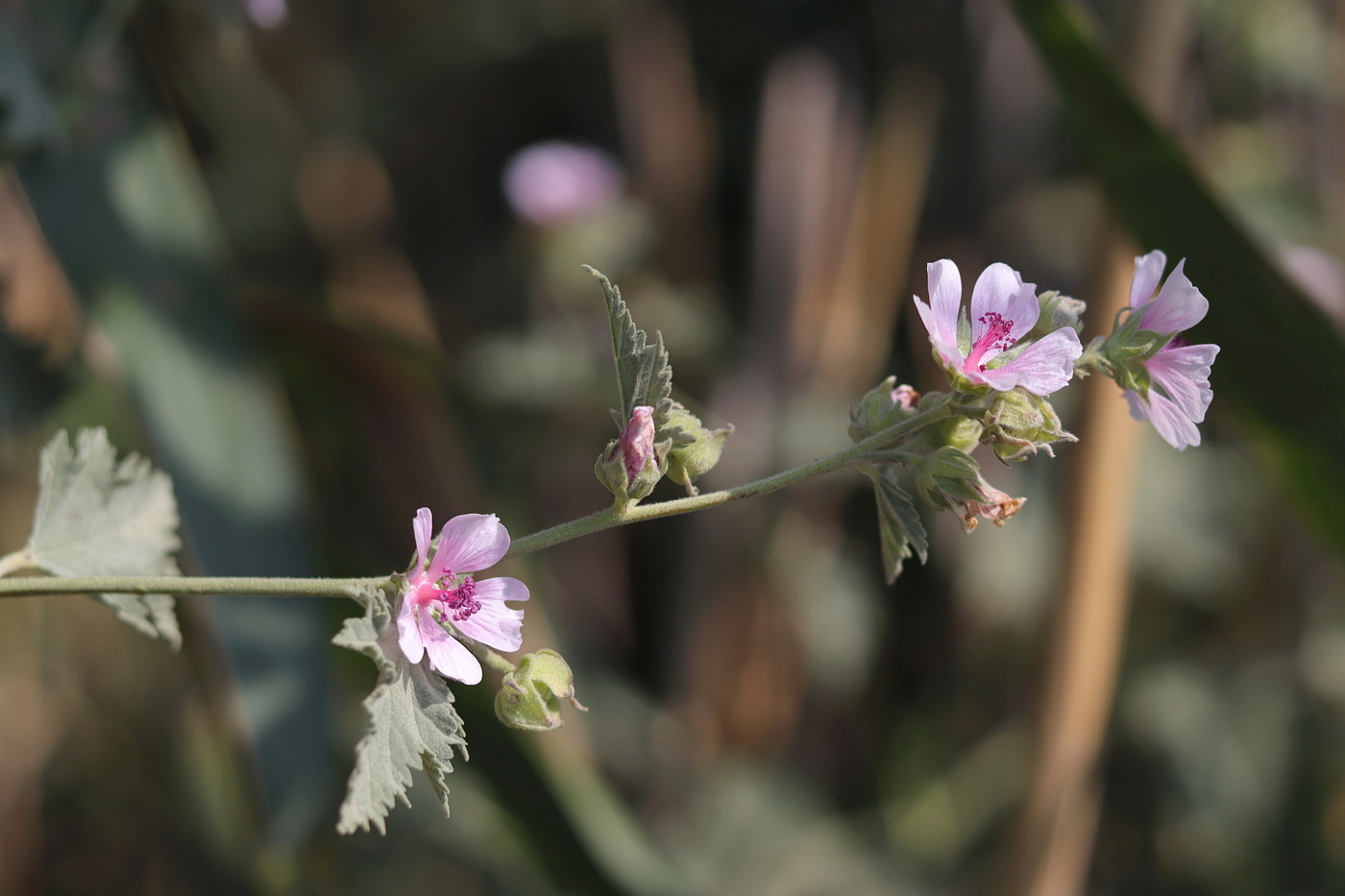 Изображение особи Althaea taurinensis.