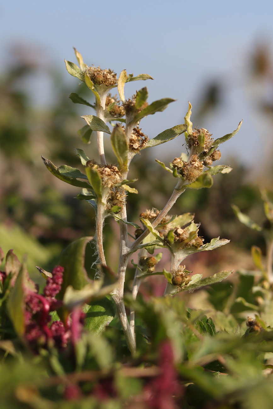 Изображение особи Gnaphalium rossicum.