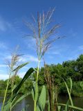 Phragmites australis