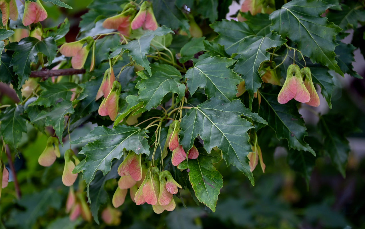 Image of Acer ginnala specimen.