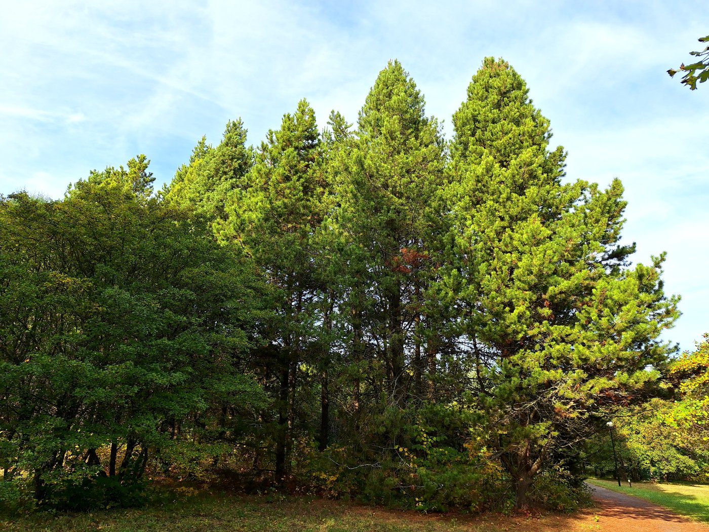 Image of Pinus contorta specimen.