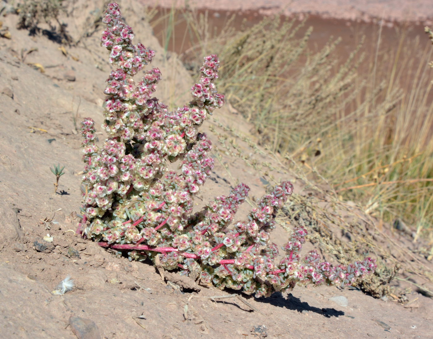 Image of Halogeton glomeratus specimen.