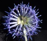 Echinops albotomentosus