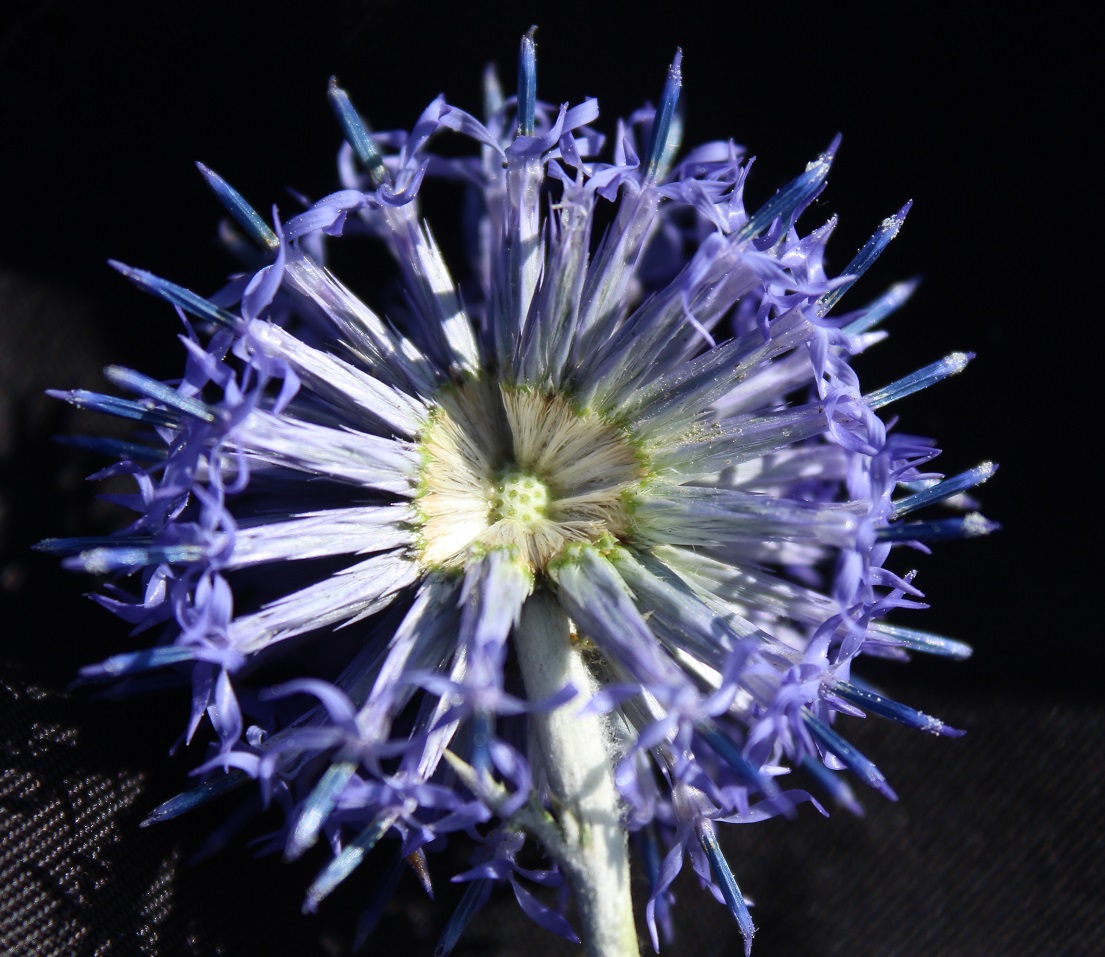 Image of Echinops albotomentosus specimen.