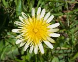 Taraxacum stenocephalum. Соцветие. Кабардино-Балкария, Черекский р-н, ЮВ склон горы Агачбаши, ≈ 2400 м н.у.м., альпийский луг. 30.07.2024.