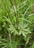 Ranunculus caucasicus