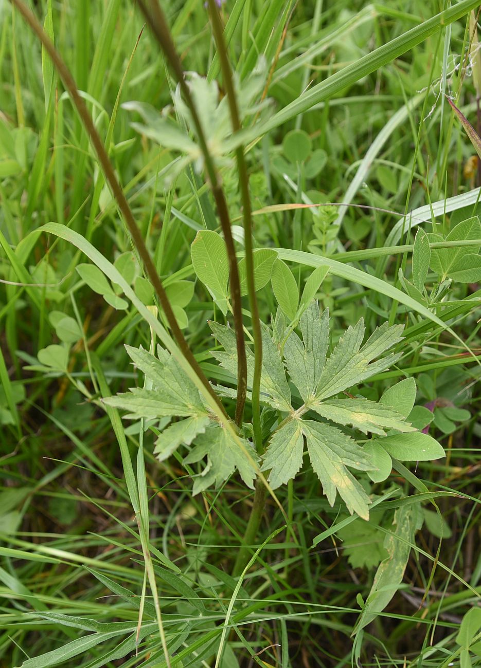 Изображение особи Ranunculus caucasicus.