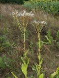 Senecio schwetzowii. Верхние части плодоносящих растений. Ульяновская обл., Мелекесский р-н, окр. с. Дубравка, дол. р. Ташёлка, солоноватый луг на границе с подсолнечниковым полем. 26.08.2023.