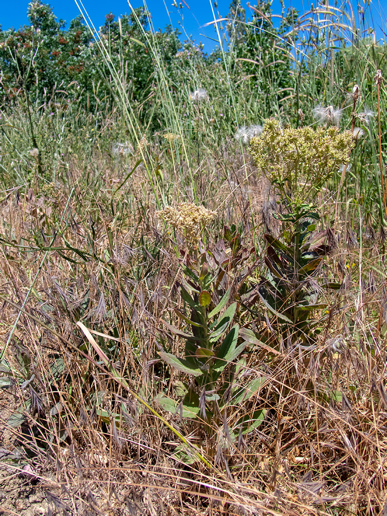 Изображение особи Cardaria draba.