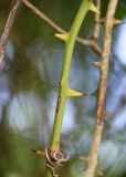 Smilax excelsa