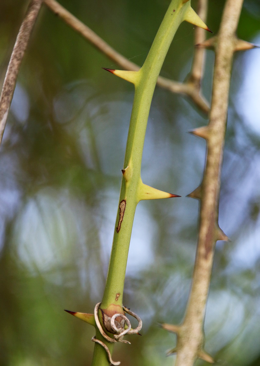 Изображение особи Smilax excelsa.