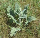 Salvia macrosiphon