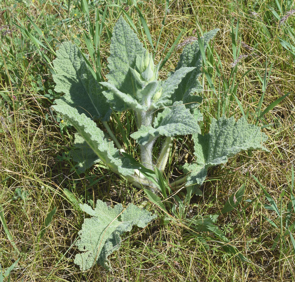 Изображение особи Salvia macrosiphon.