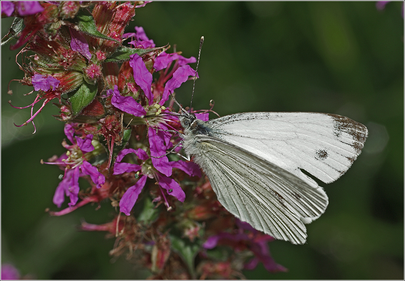 Image of Lythrum salicaria specimen.