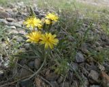 Koelpinia linearis. Цветущее растение. Казахстан, Туркестанская обл., Сузакский р-н, Западная Бетпак-Дала, окр. пос. Кыземшек (бывш. Степной), пустырь на окраине равнинной полынно-боялычной пустыни, на глинистой почве. 12 апреля 2025 г.