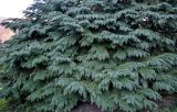 View full-size image Chamaecyparis lawsoniana