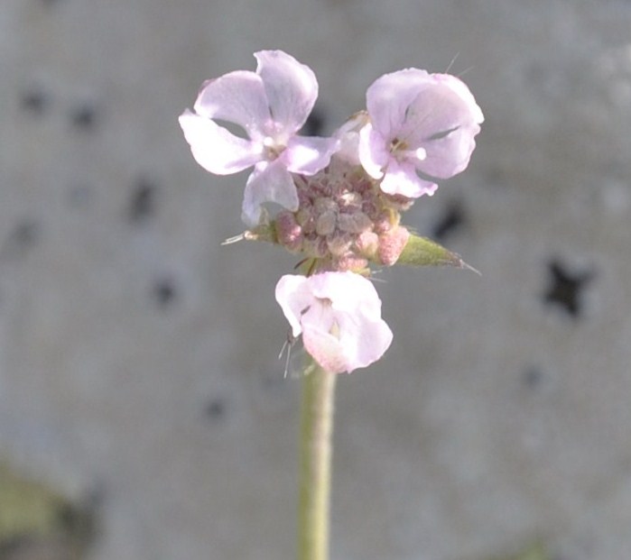 Image of familia Dipsacaceae specimen.