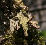 View full-size image Lobaria pulmonaria