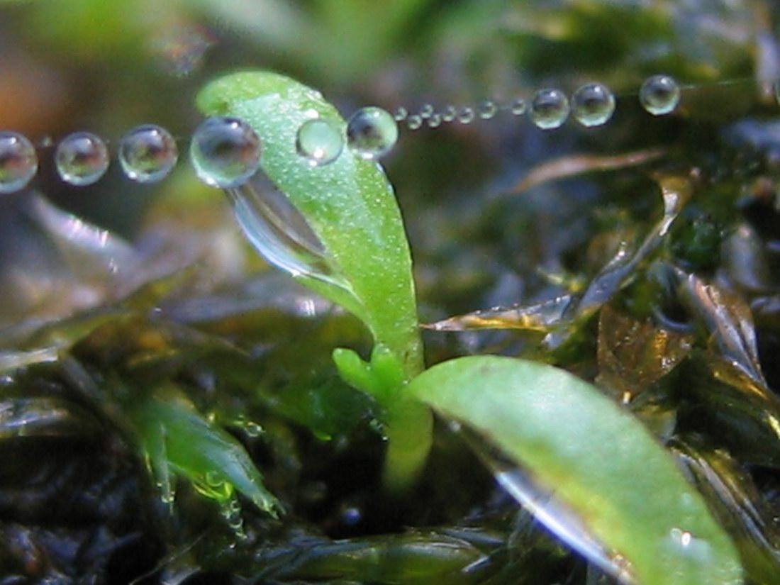 Image of Ranunculus kauffmannii specimen.