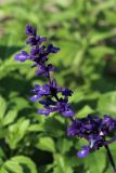 View full-size image Salvia farinacea
