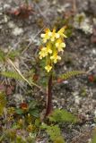 Смотреть изображение Pedicularis oederi
