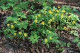 View full-size image Anemone ranunculoides