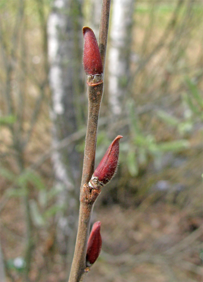 Image of Salix cinerea specimen.