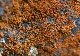 View full-size image division Ascomycota