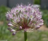 Allium grande. Соцветие. Москва, в культуре из окрестностей Махачкалы. 26.05.2011.