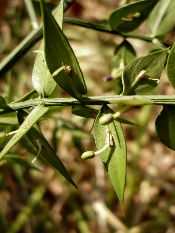 Изображение особи Ruscus aculeatus.