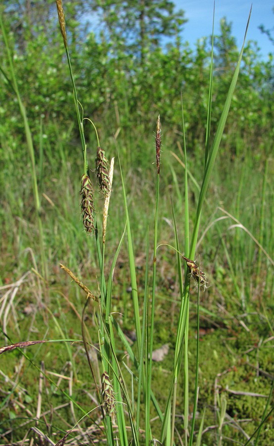 Image of Carex limosa specimen.