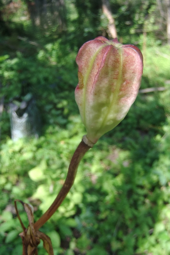 Image of Lilium monadelphum specimen.