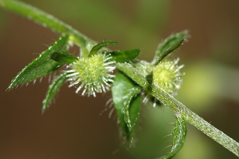 Image of Lappula squarrosa specimen.