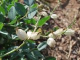 Astragalus megalomerus