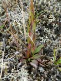 Saxifraga hirculus