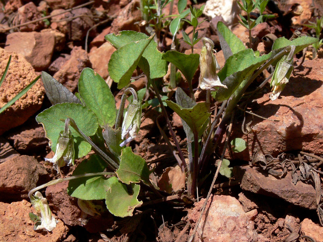 Image of Viola rupestris specimen.