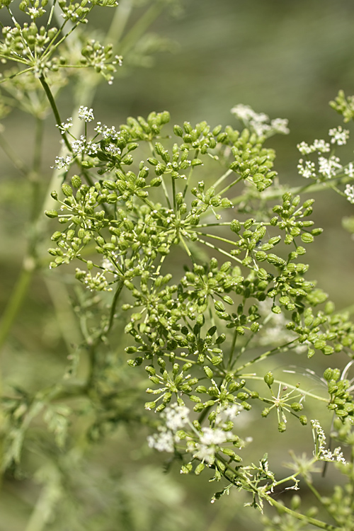 Изображение особи Conium maculatum.