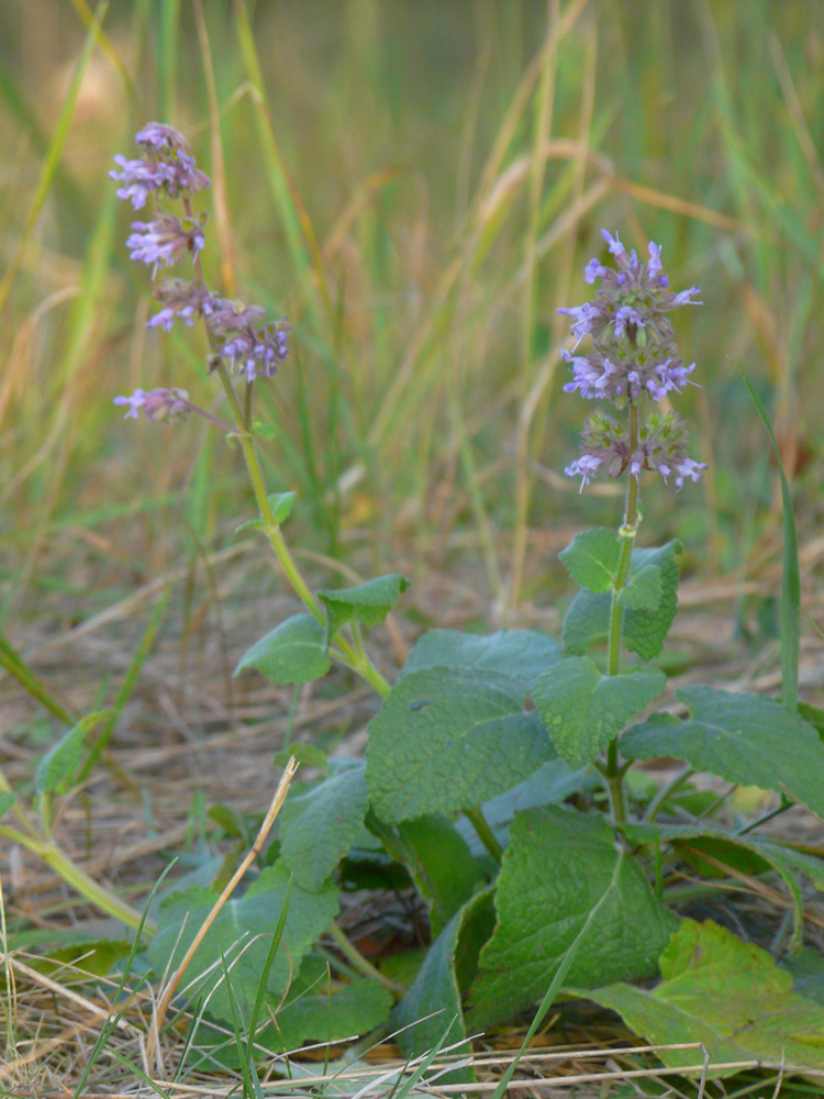 Image of Salvia verticillata specimen.