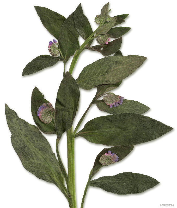 Image of Symphytum officinale specimen.