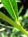 Salix × undulata