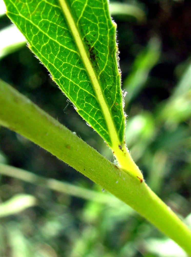 Image of Salix &times; undulata specimen.