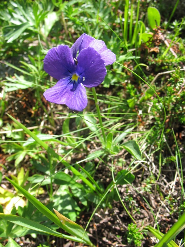 Image of Viola oreades specimen.