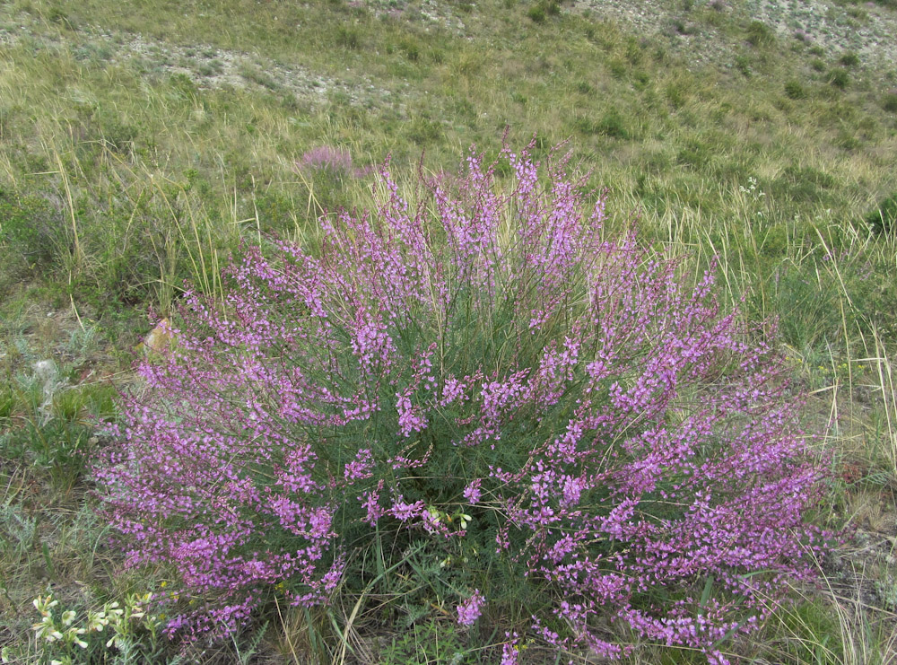 Изображение особи Astragalus macropterus.