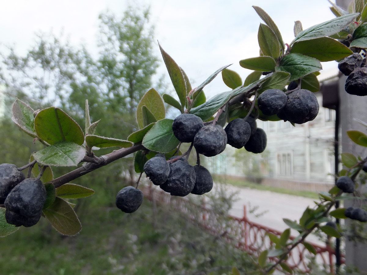 Изображение особи Cotoneaster lucidus.