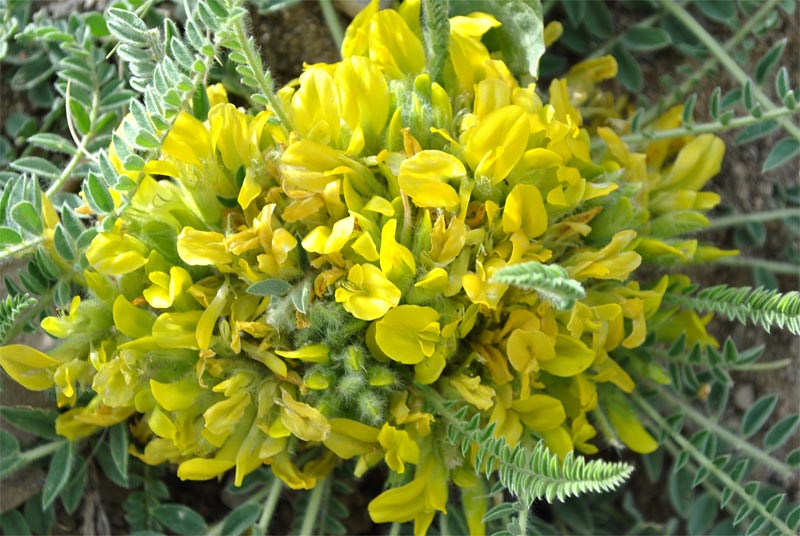 Image of Astragalus pseudoutriger specimen.