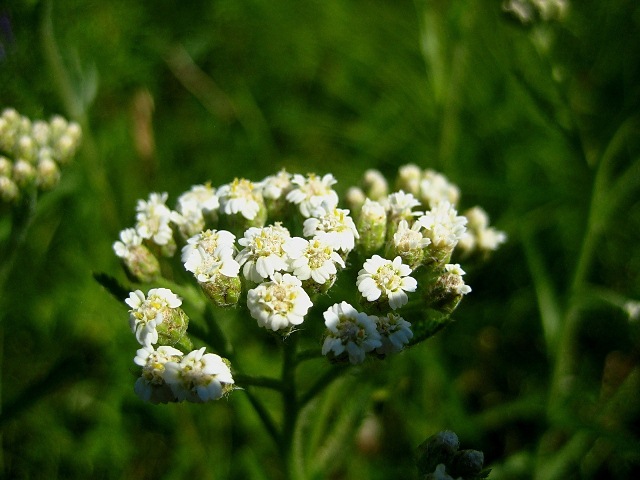 Image of Achillea alpina specimen.